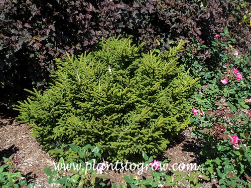Shadows Broom Oriental Spruce (Picea orientalis)